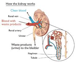 Best dialysis hospital in bangalore showing kidney structure